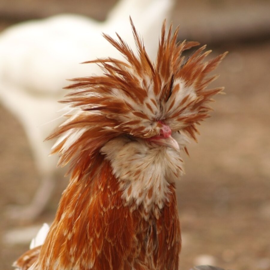 Padovana (Paduan) chicken