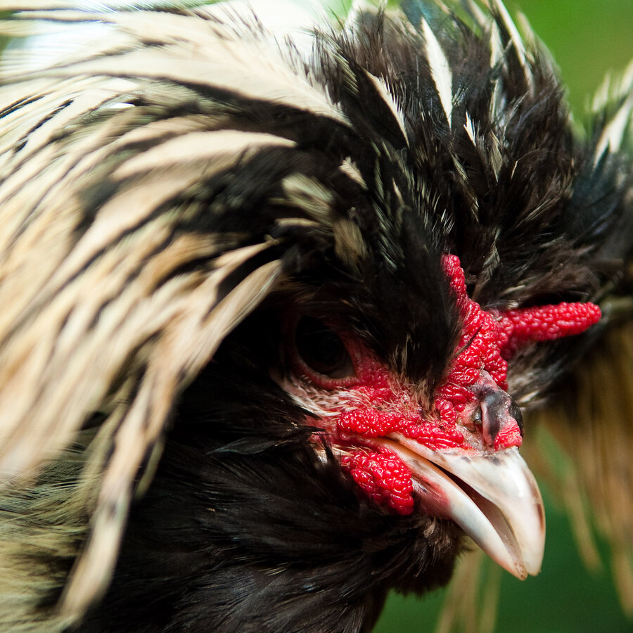 Polish chicken