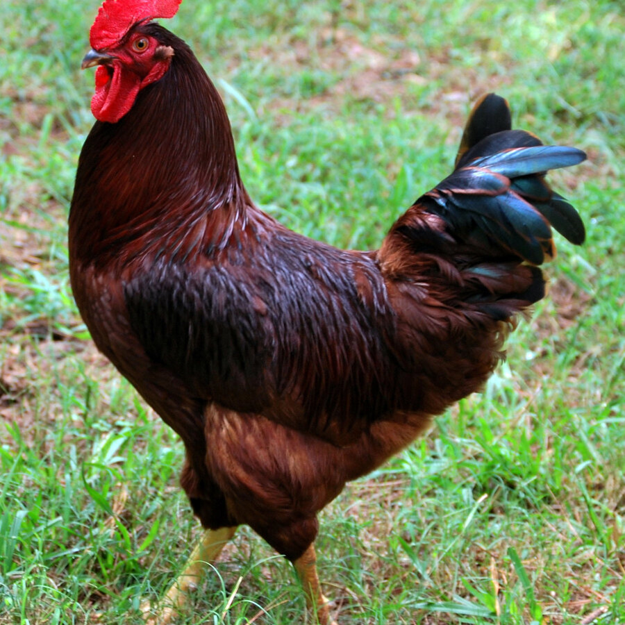 Rhode Island Red chicken