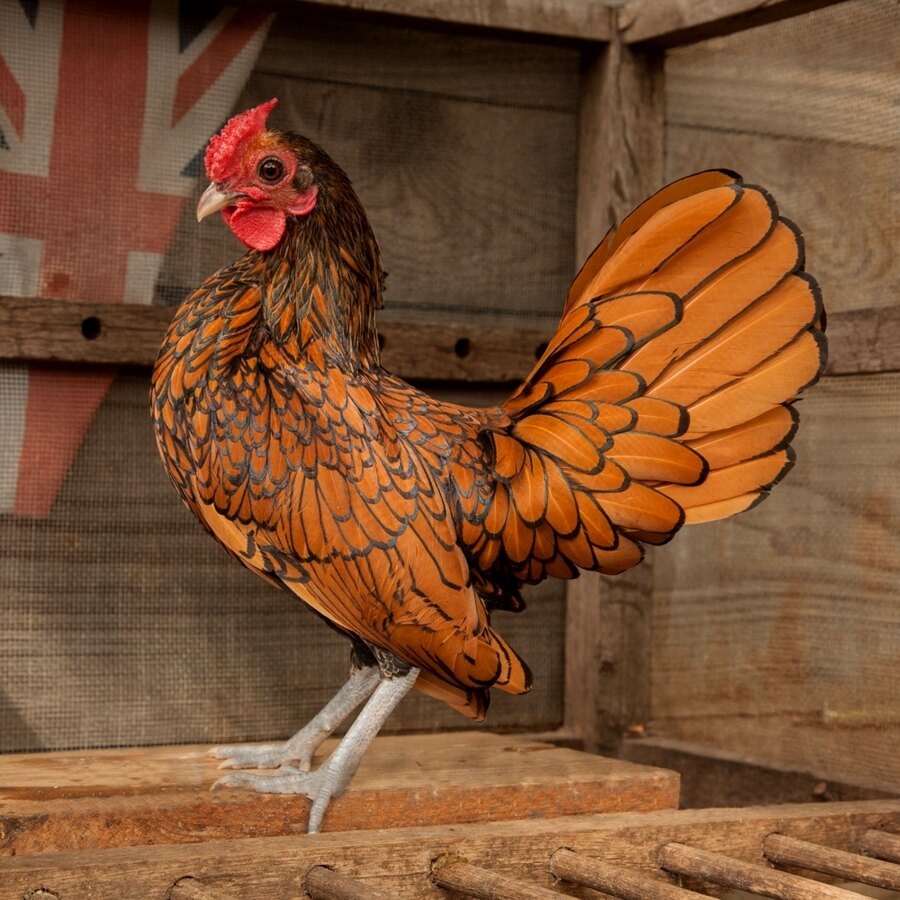 Golden Sebright chicken