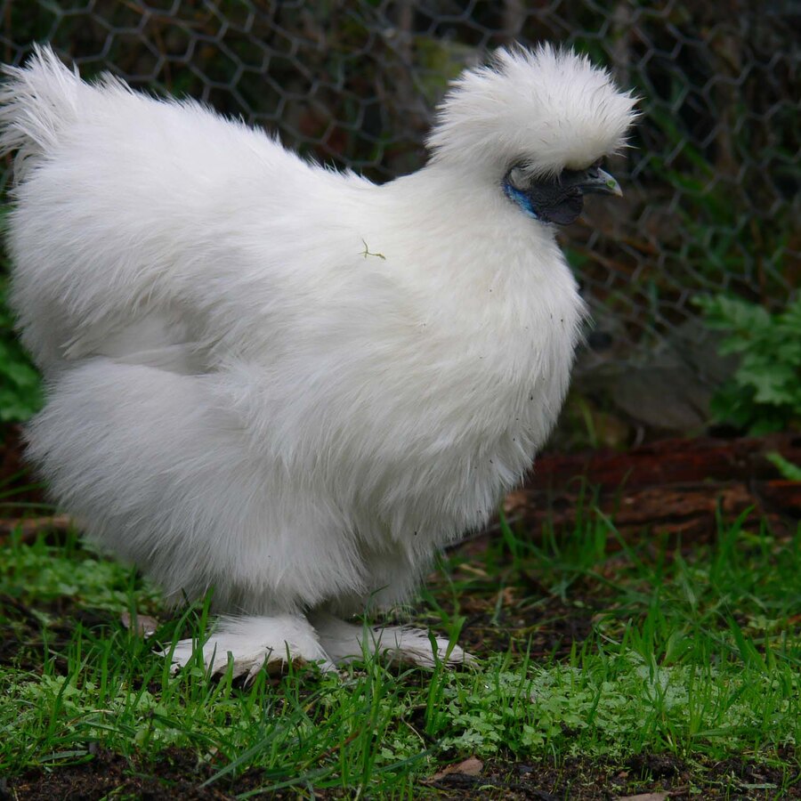 Backyard Poultry