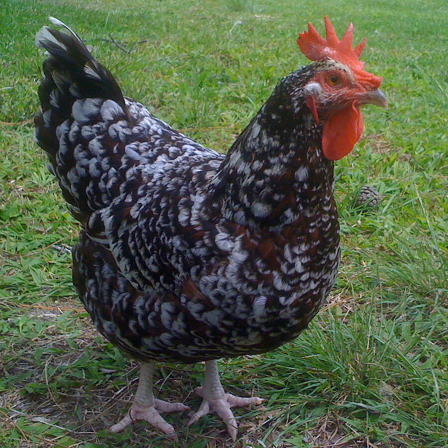 Speckled Sussex chicken