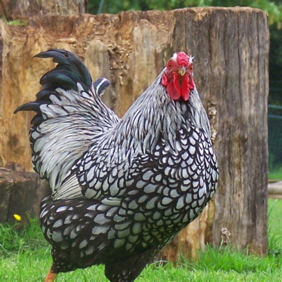Silver-laced Wyandotte chicken