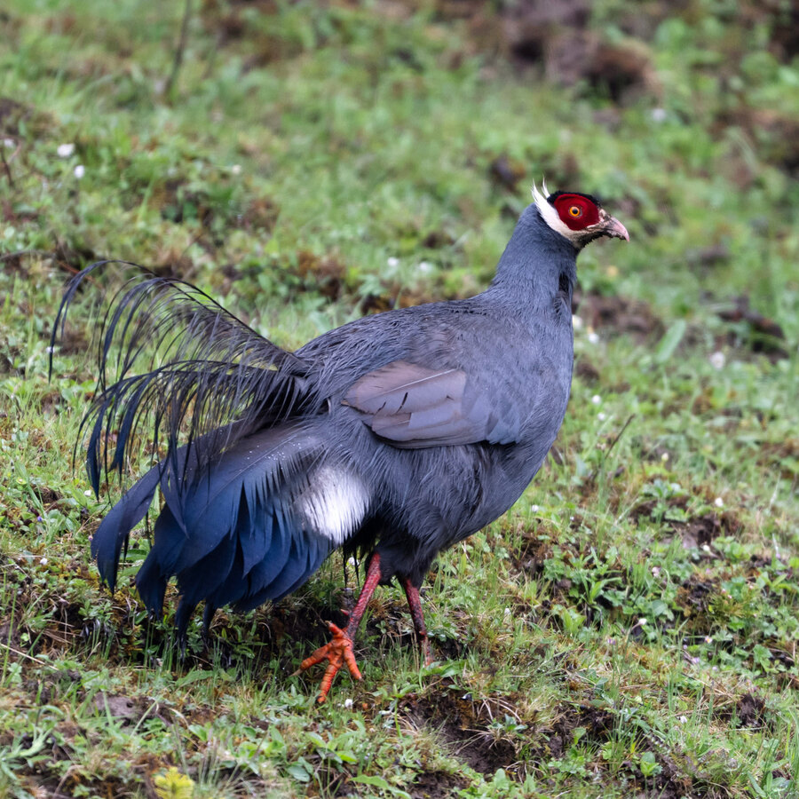 Blue Eared Pheasant