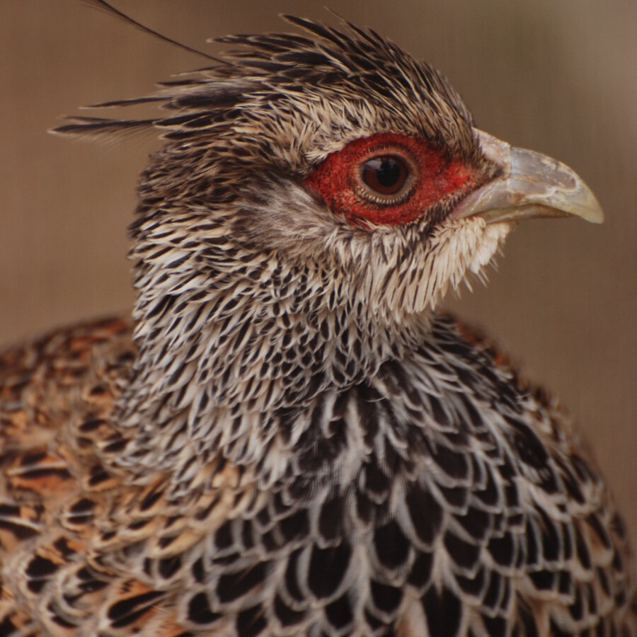 Cheer Pheasant