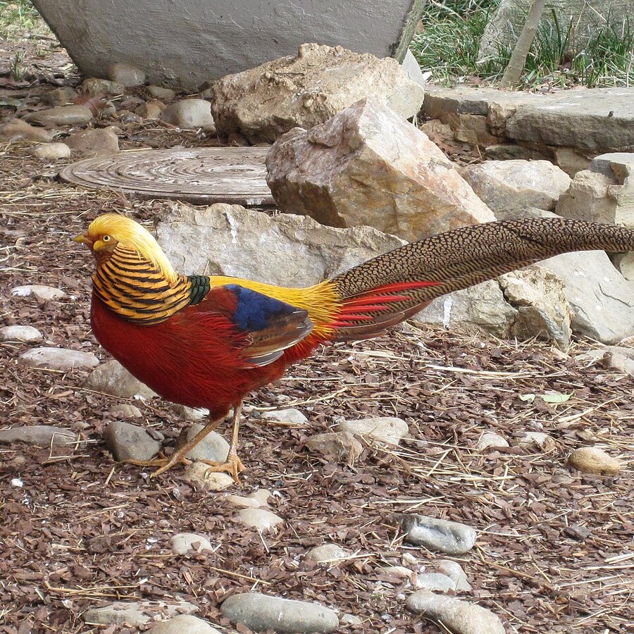 Golden Pheasant