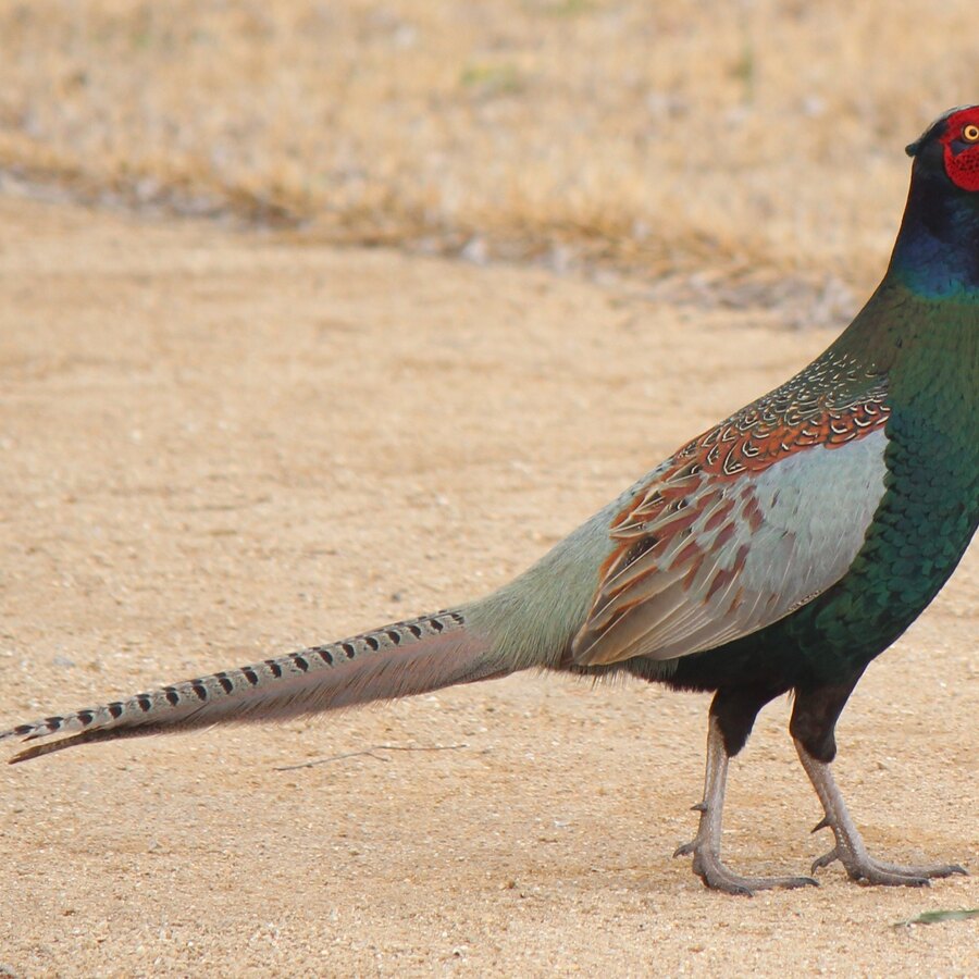 Green Pheasant
