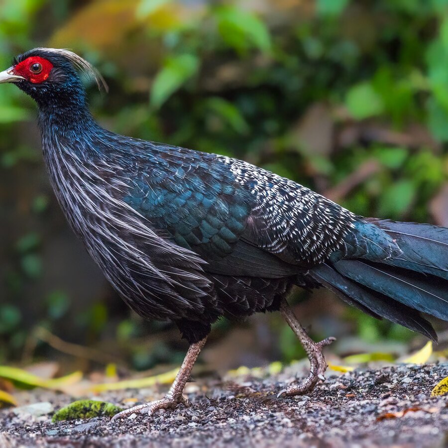 Kalij Pheasant