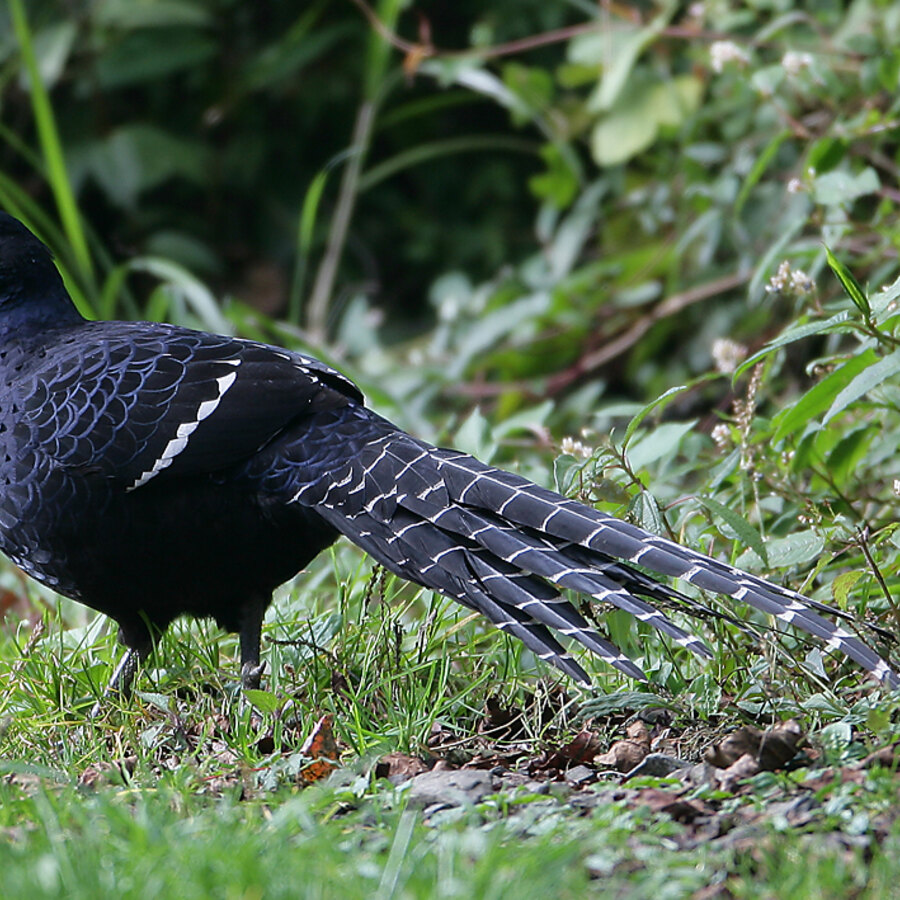 Mikado Pheasant