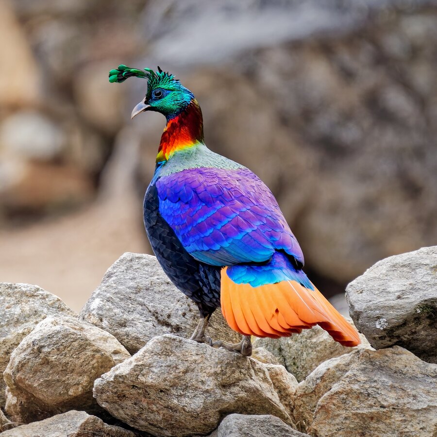 Himalayan Monal
