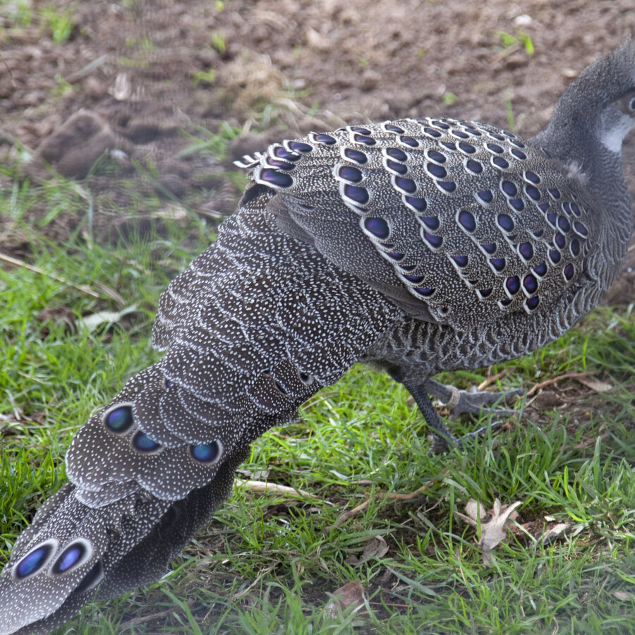 Grey Peacock-Pheasant
