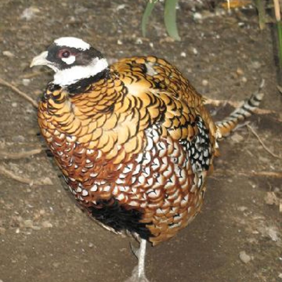 Reeves's Pheasant