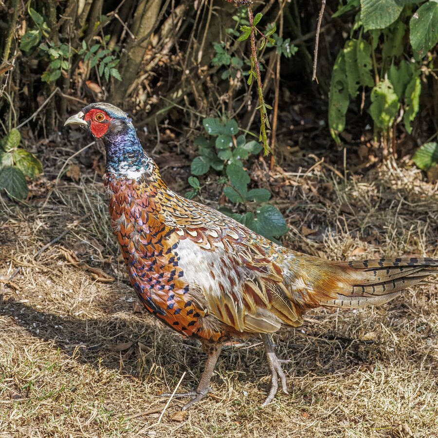 Ring-necked