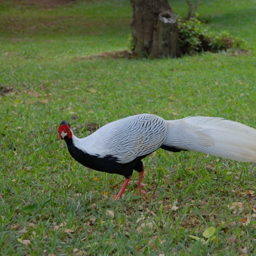 Silver Pheasant