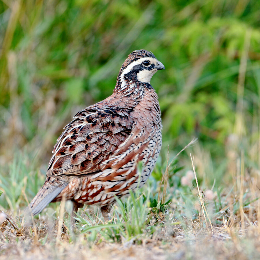 Northern Bobwhite