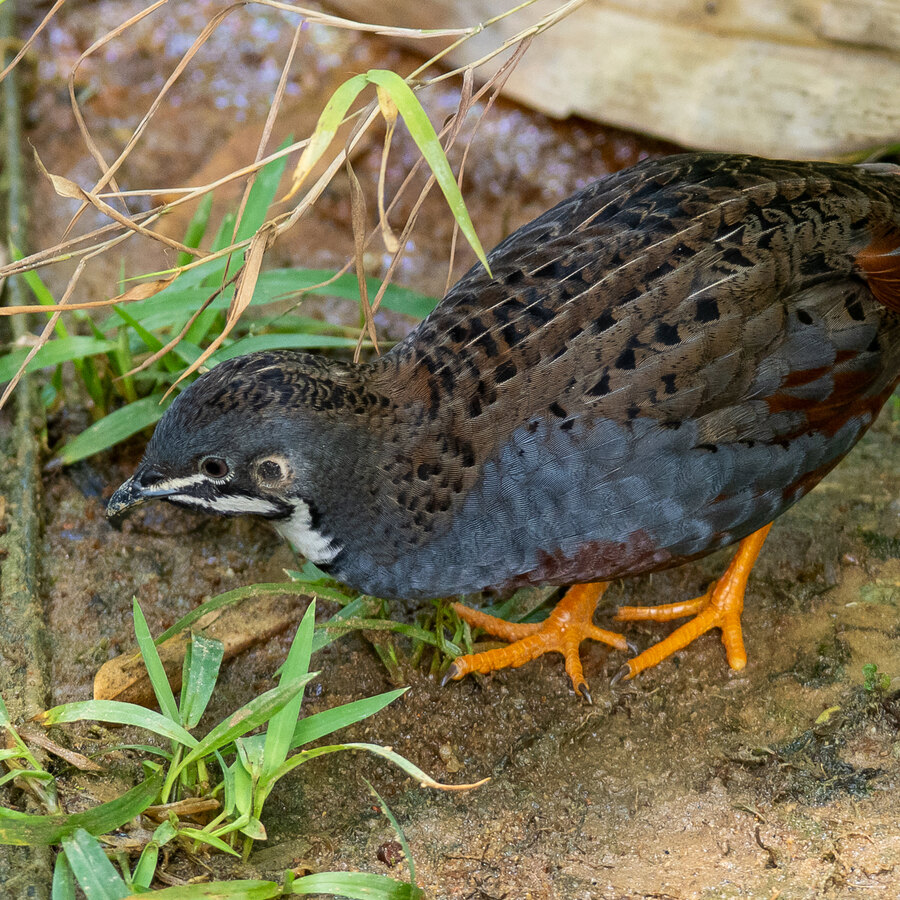 Button (King) Quail