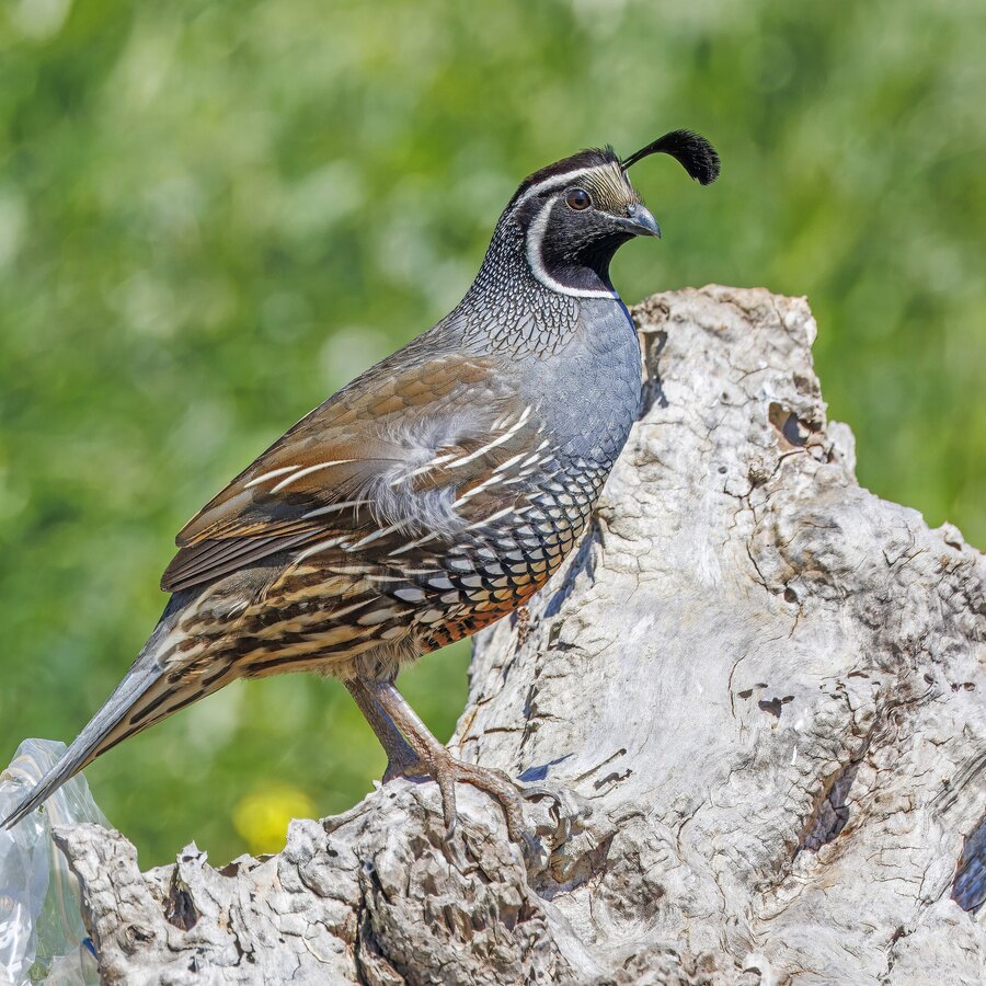 π₯ Quail