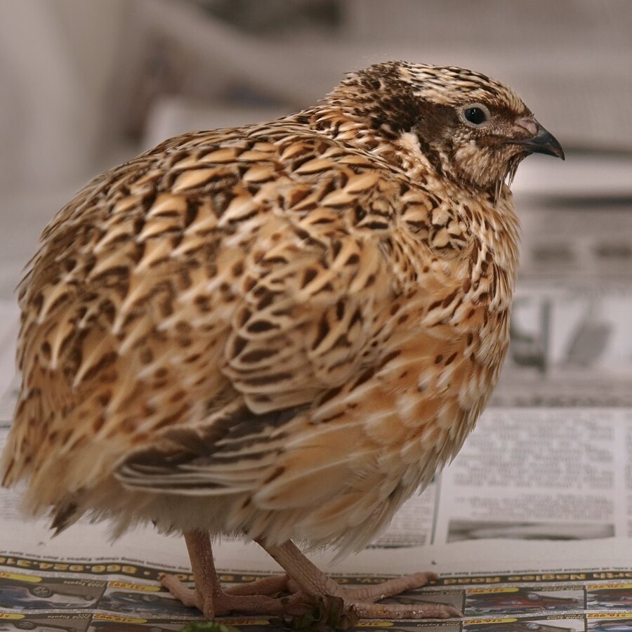 Coturnix (Japanese)