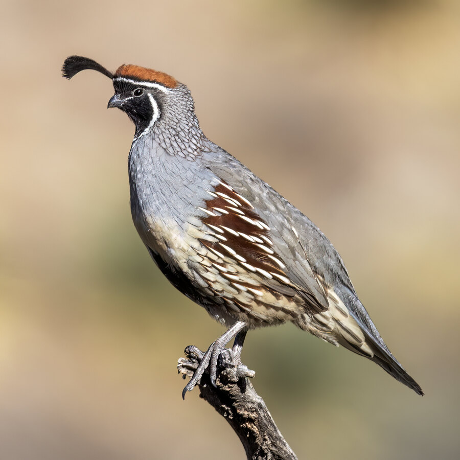 Gambel's Quail