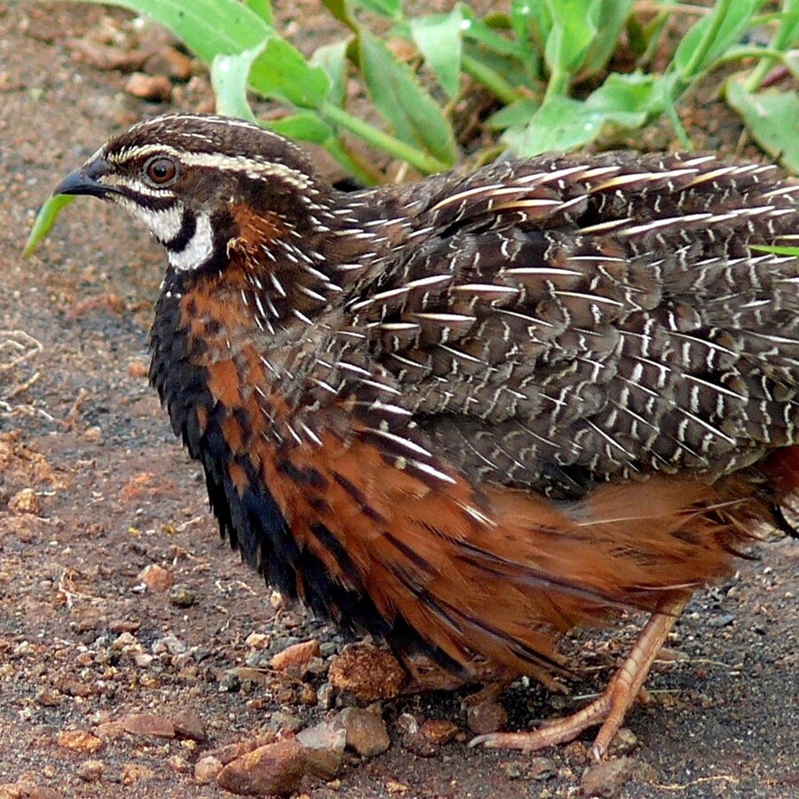 Harlequin Quail