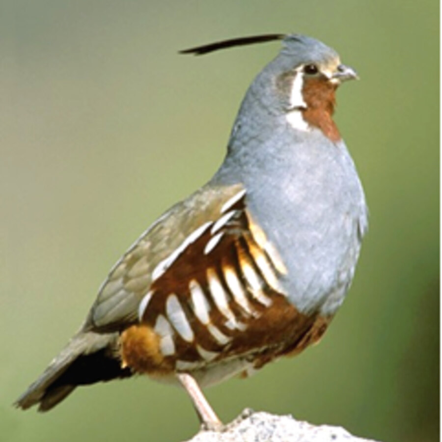 Mountain Quail