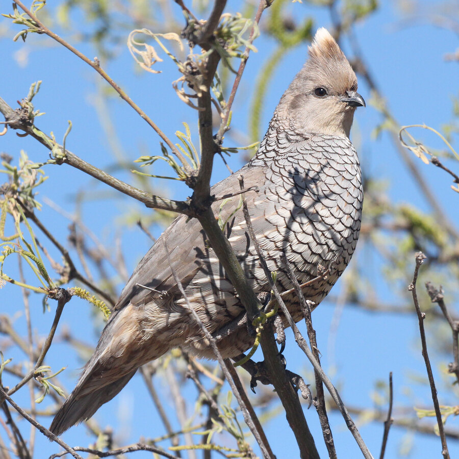 Scaled Quail