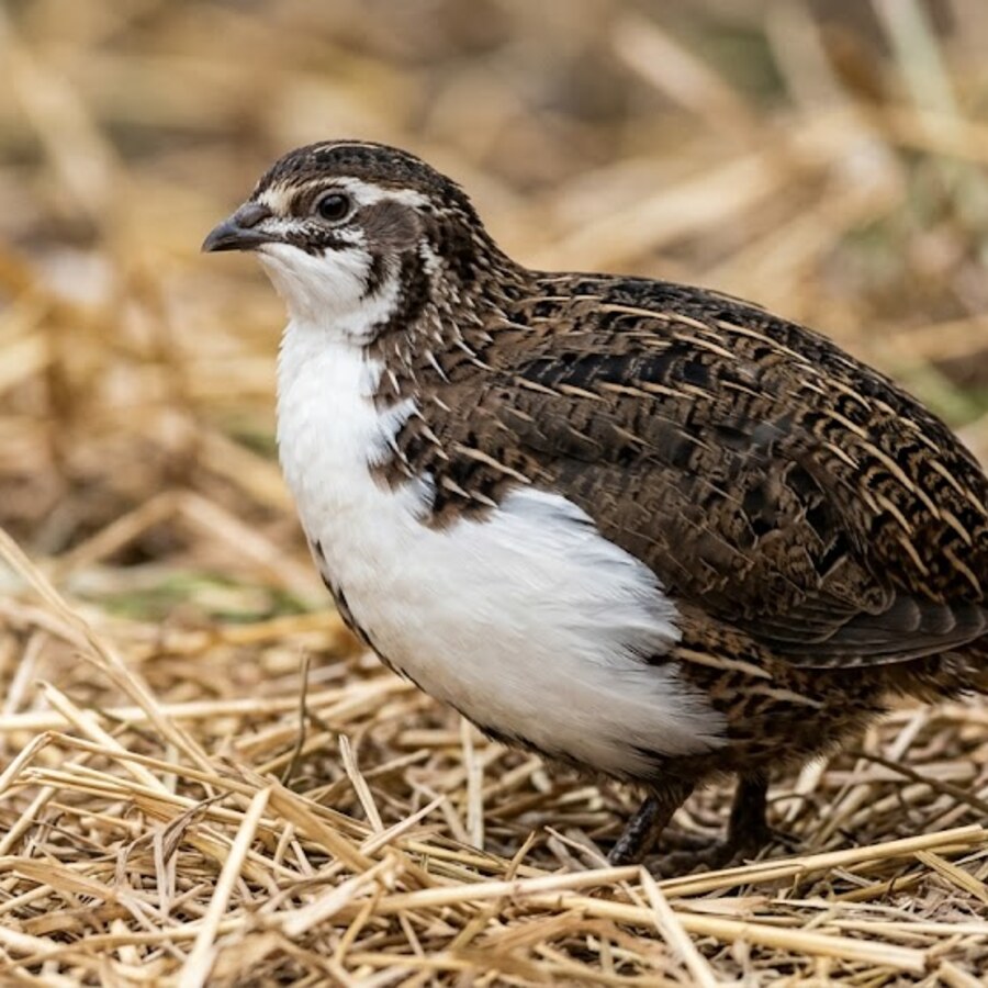 Tuxedo Coturnix