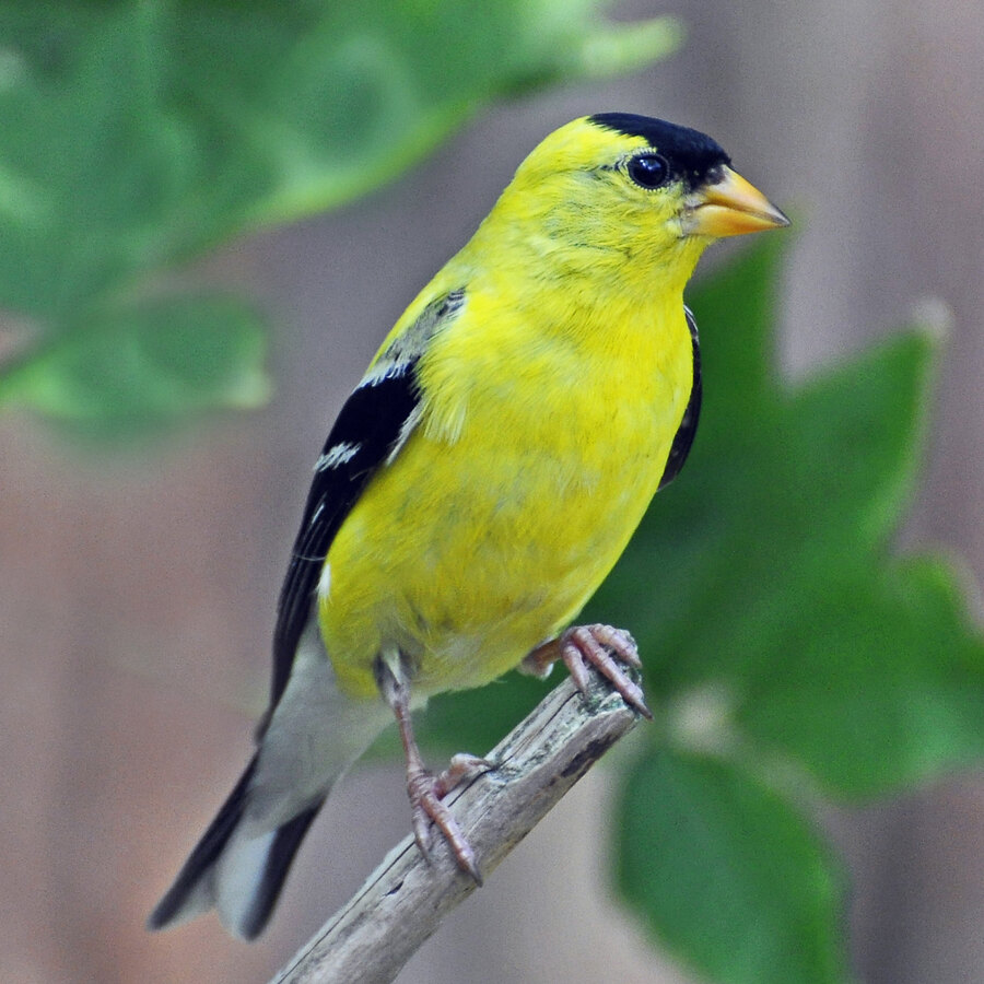 American Goldfinch