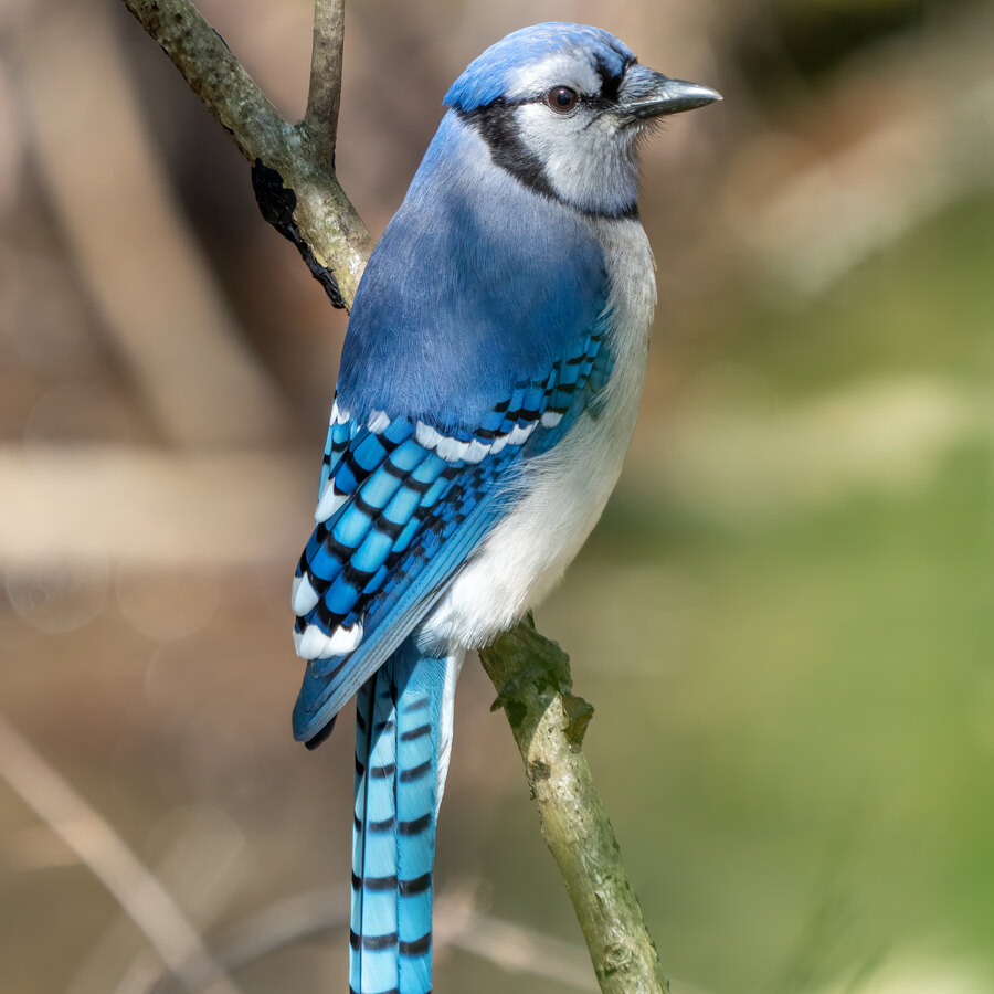 Blue Jay