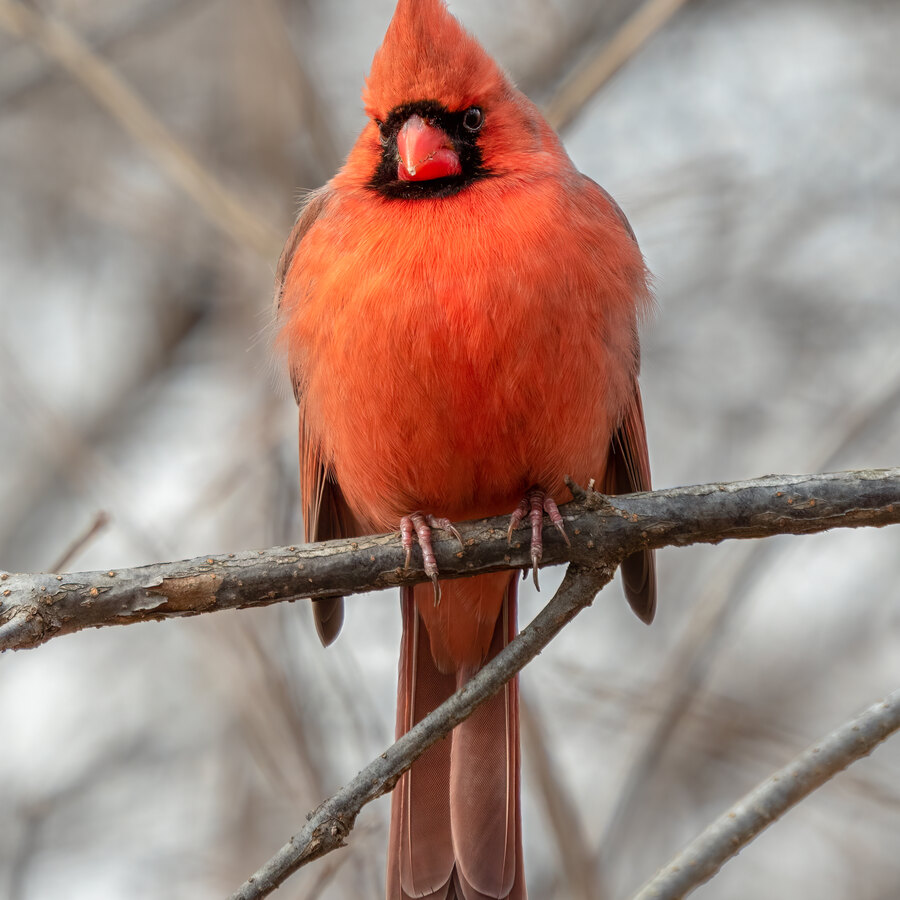Northern Cardinal