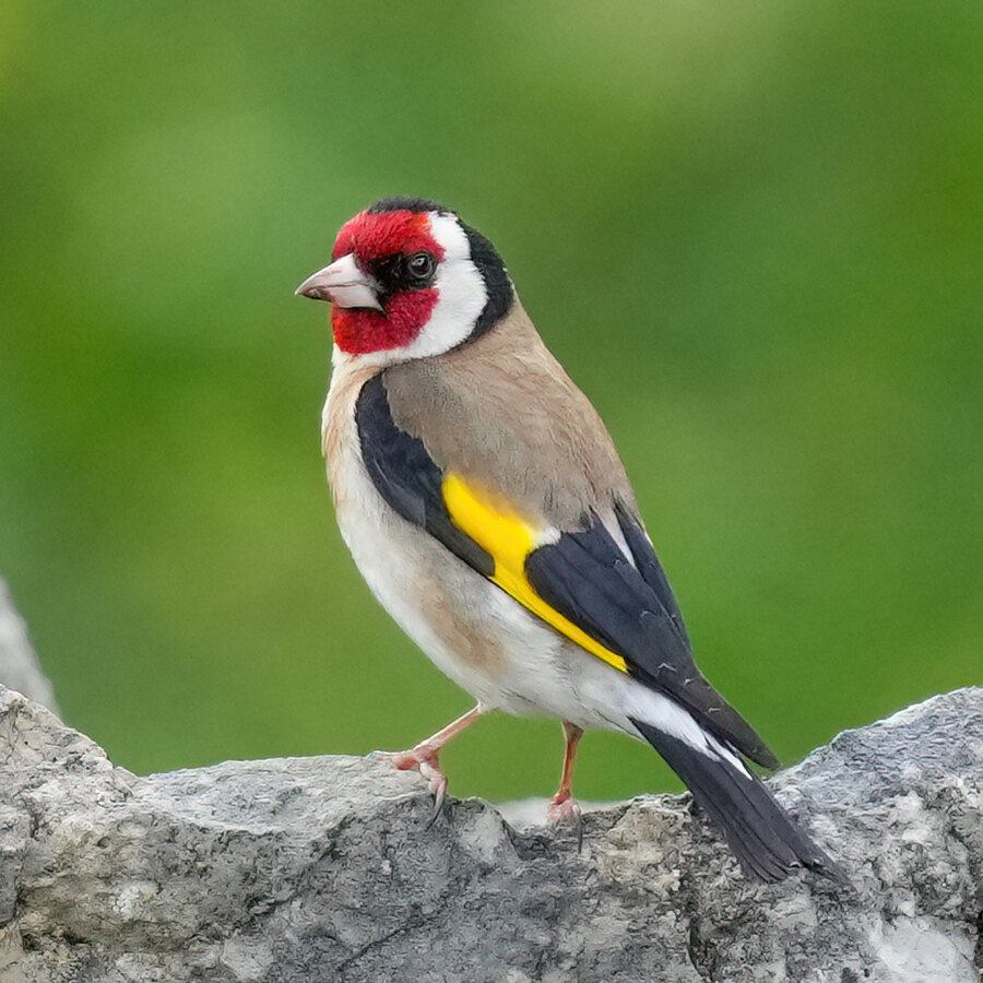 European Goldfinch