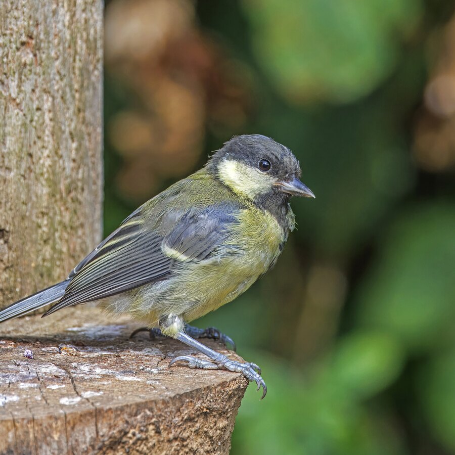 Great Tit