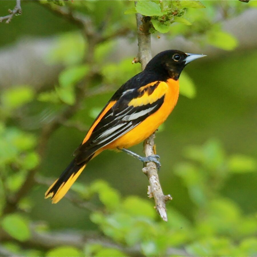 Baltimore Oriole