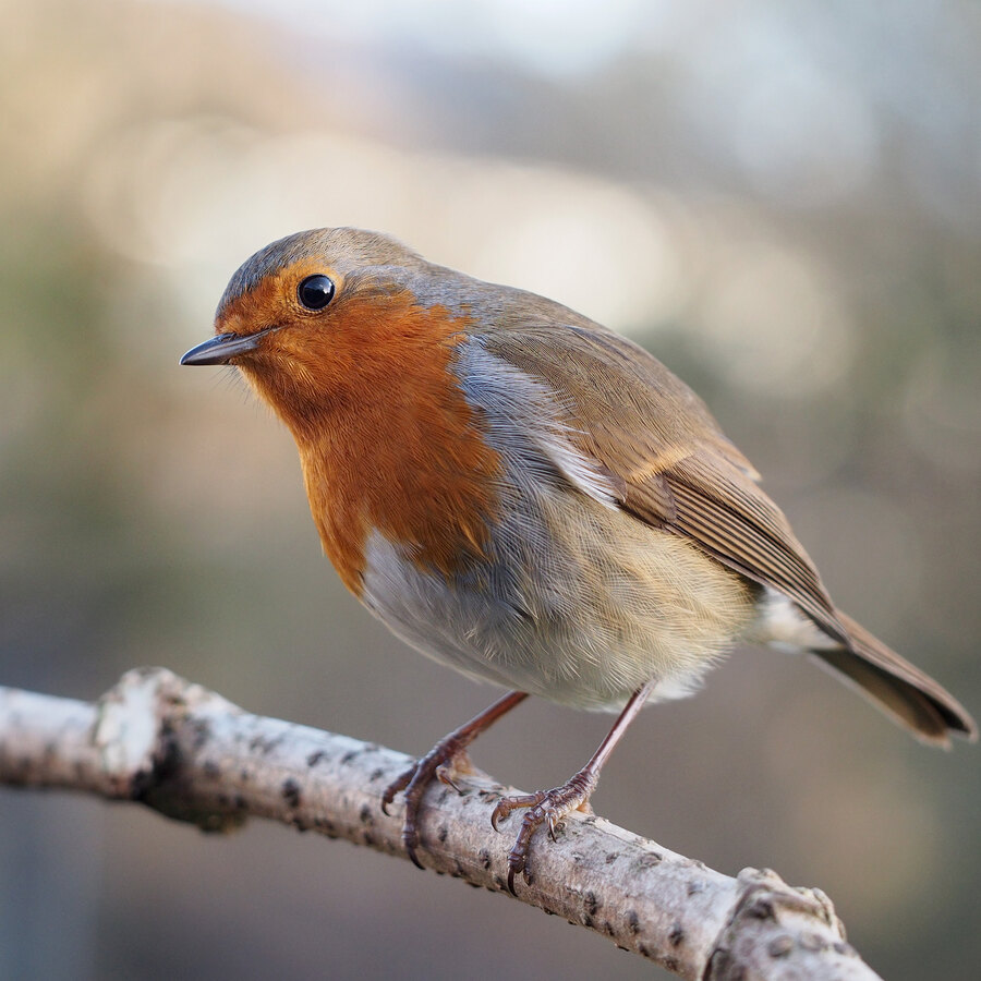 European Robin