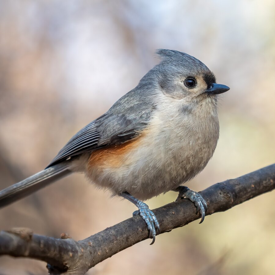 Tufted Titmouse