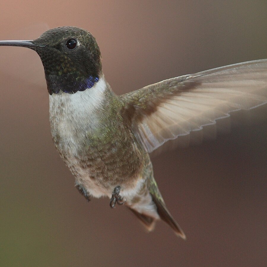 Black-chinned