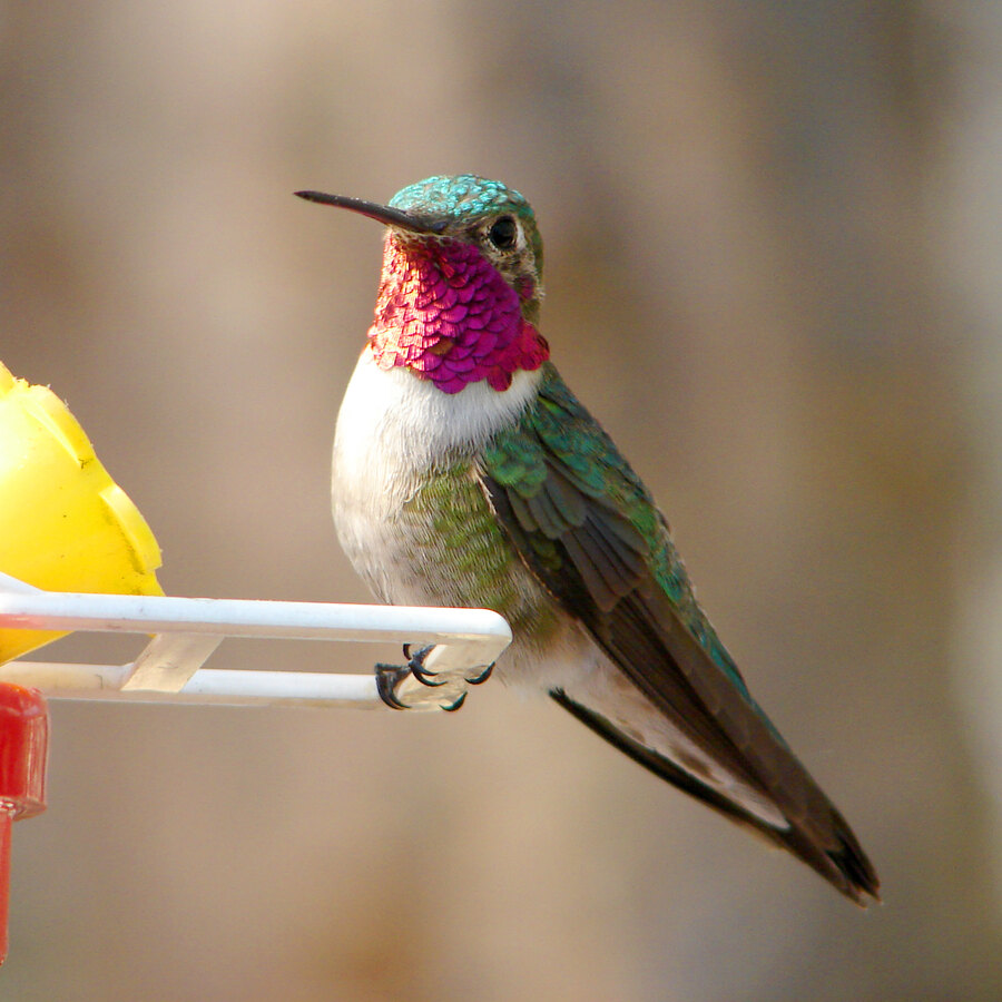 Broad-tailed