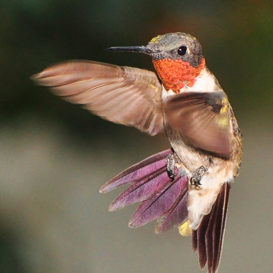 Gardening for Birds