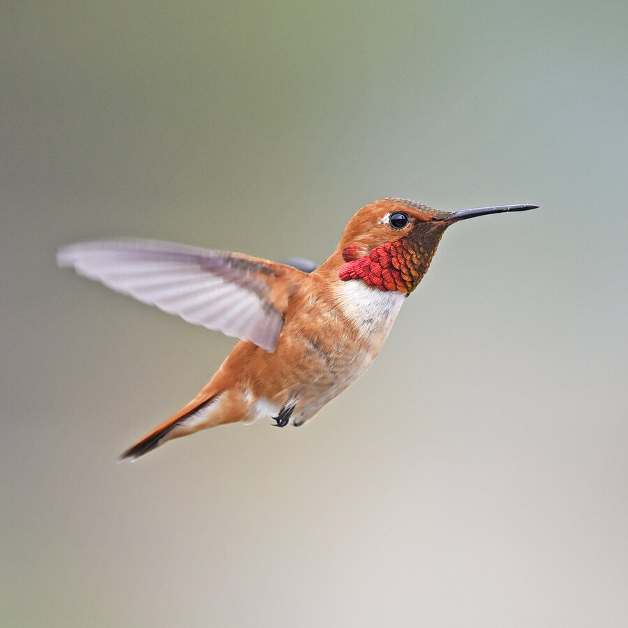 Rufous