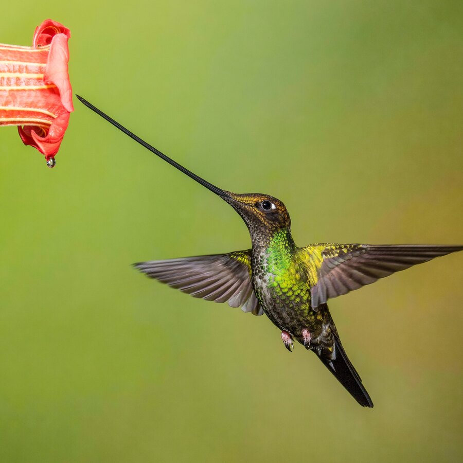 Sword-billed