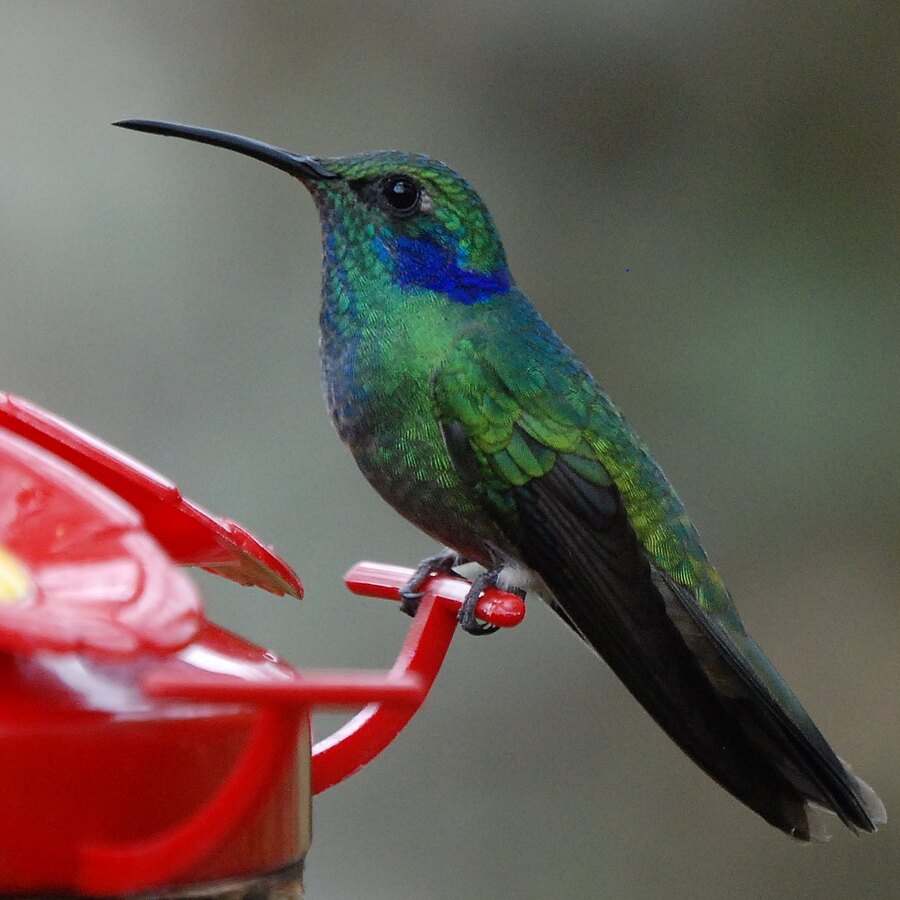 Mexican Violetear