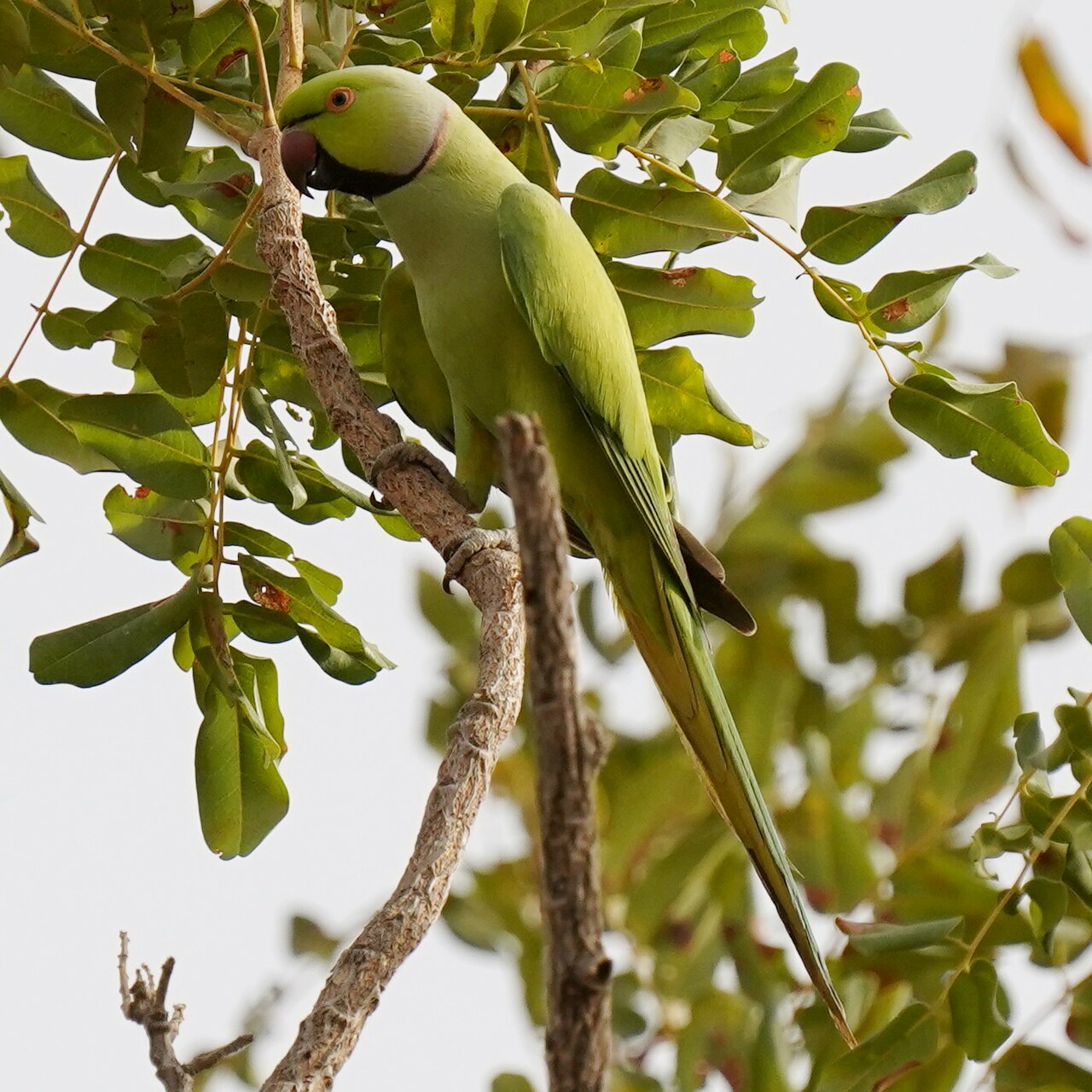 Indian Ringneck