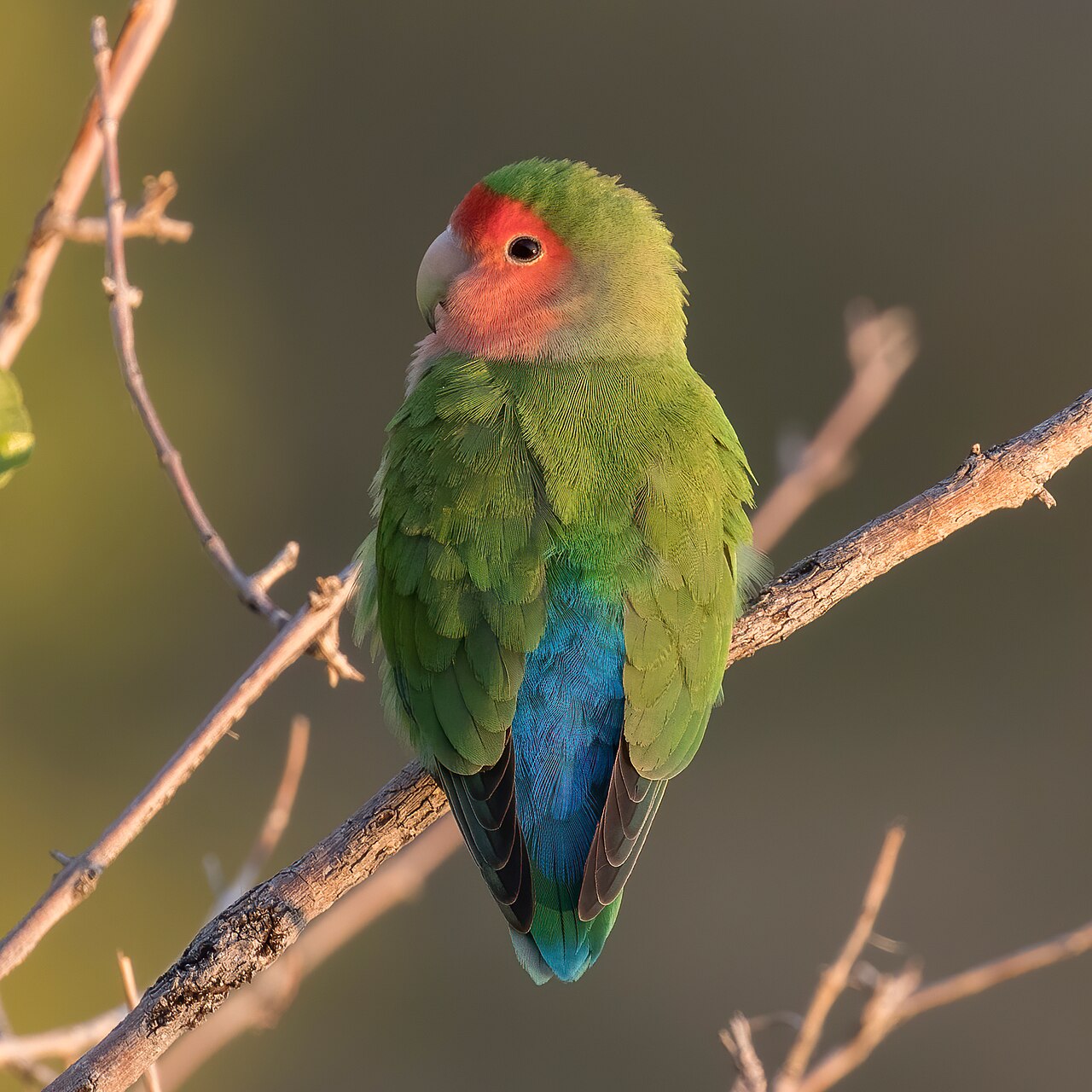 Lovebird