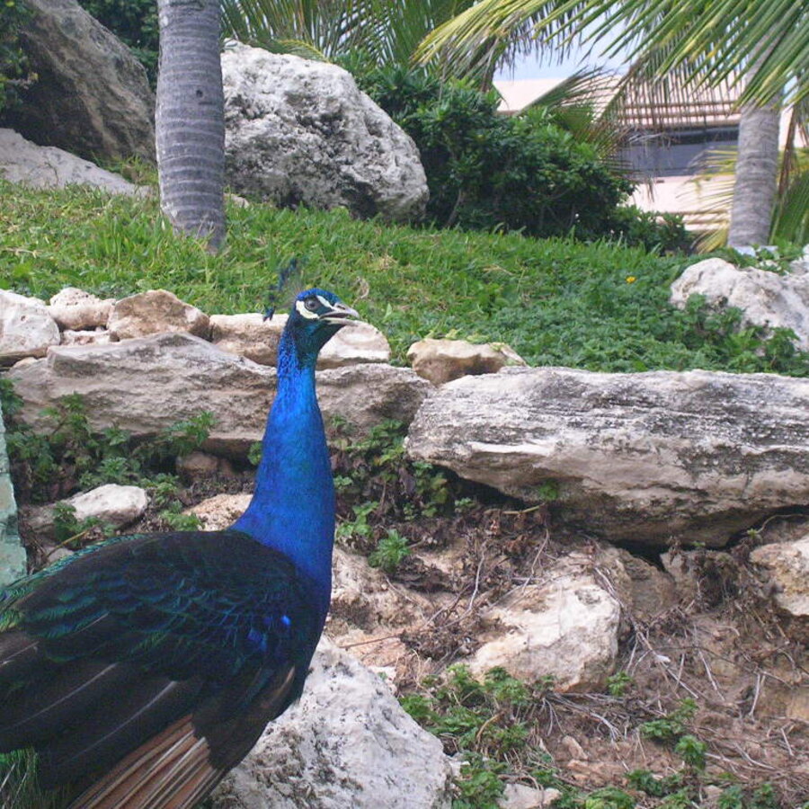 Black-Shouldered