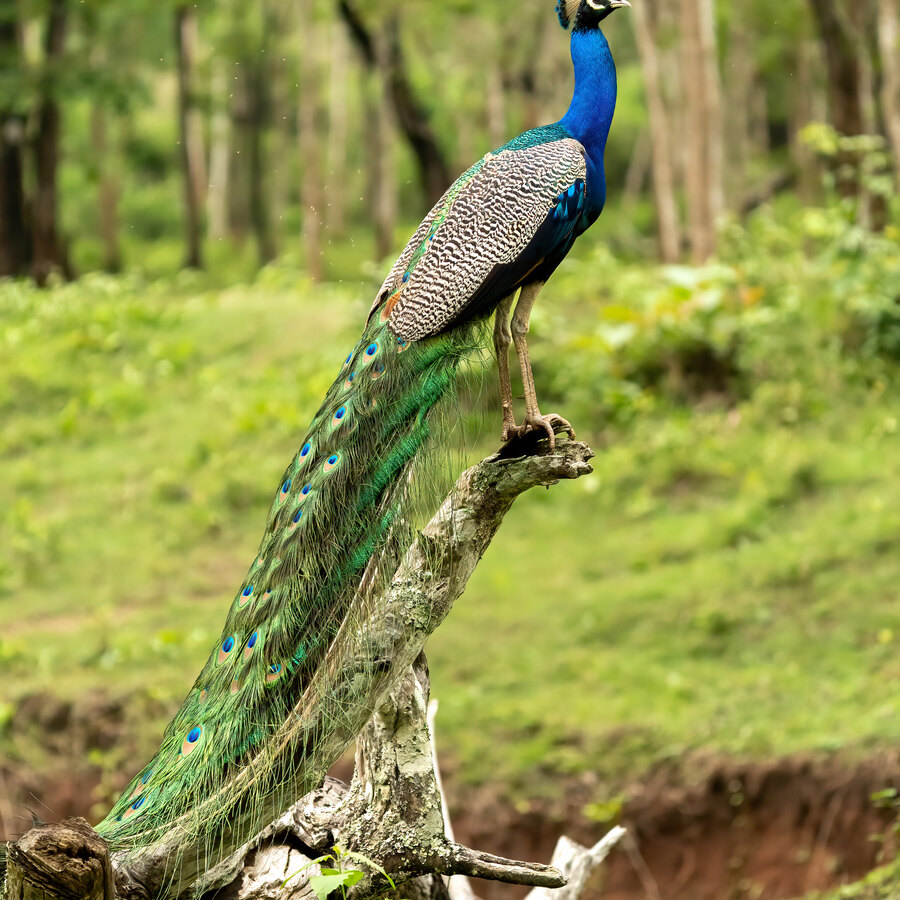 Indian Blue