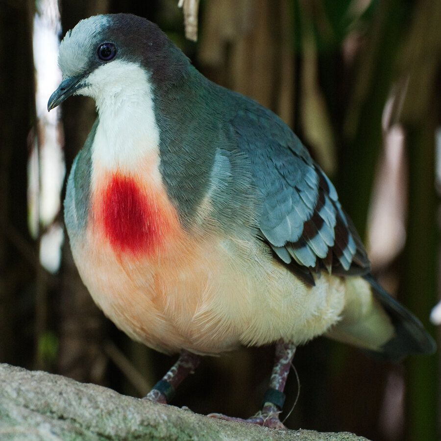 Luzon Bleeding-heart