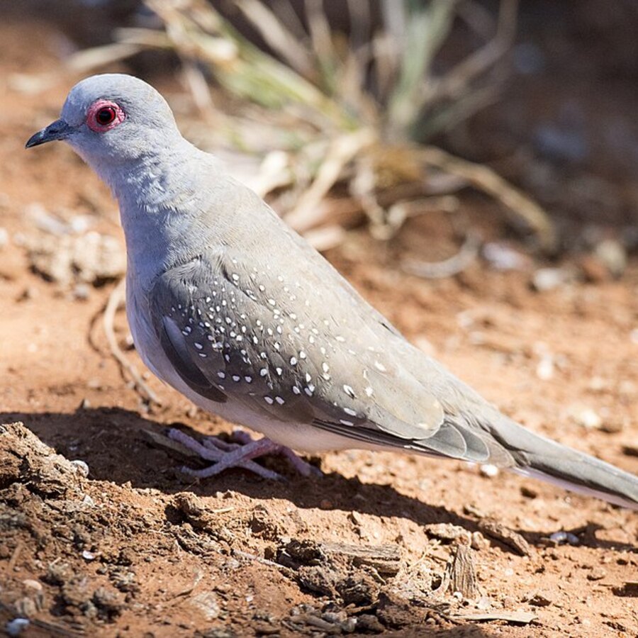 Diamond Dove