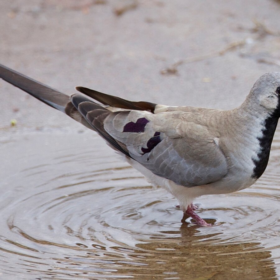 Namaqua Dove