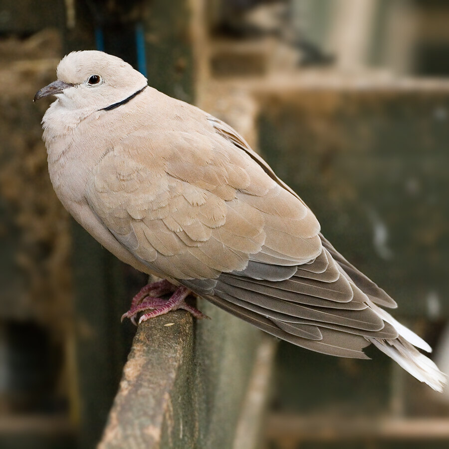Ringneck (Barbary) Dove