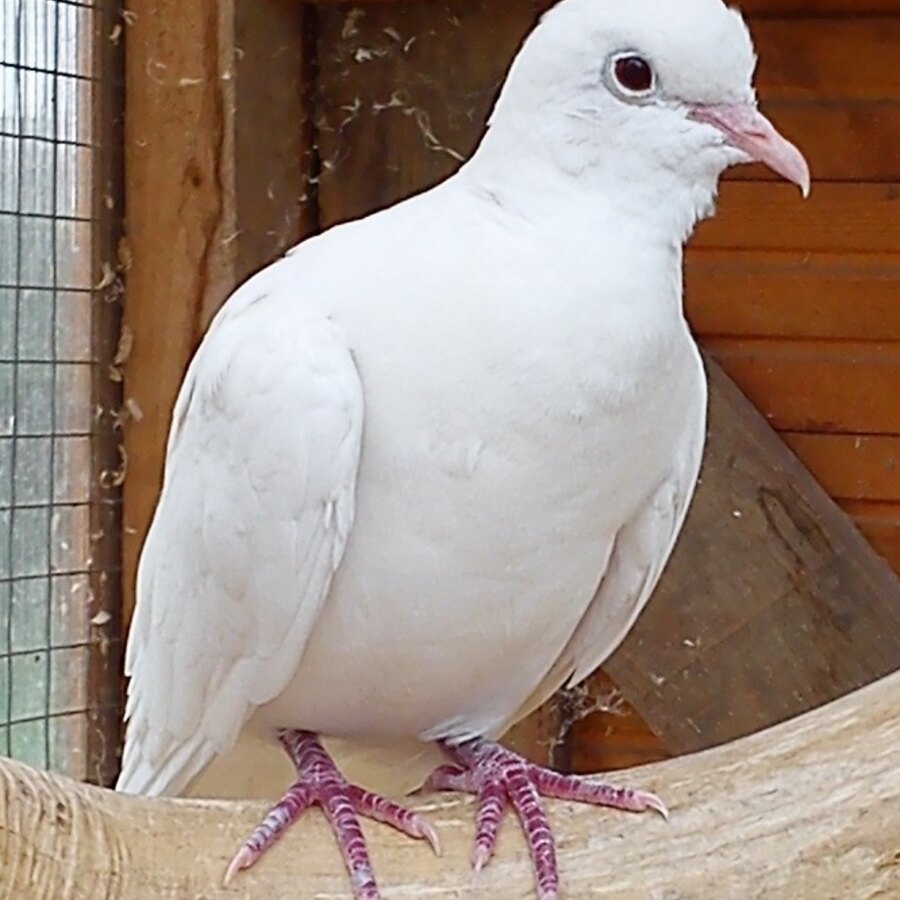 White Dove